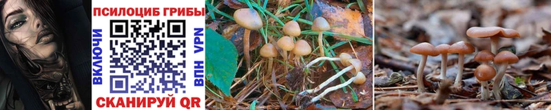 Галлюциногенные грибы GOLDEN TEACHER  Новосокольники 